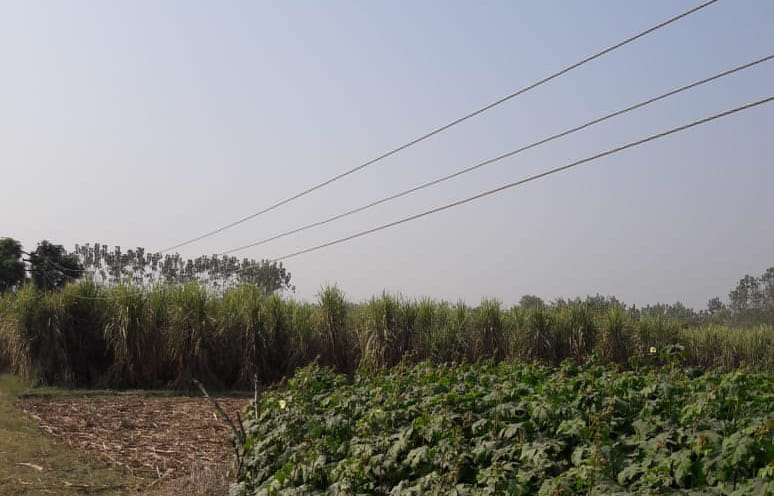 High-tension electric line breaks, buffalo dies