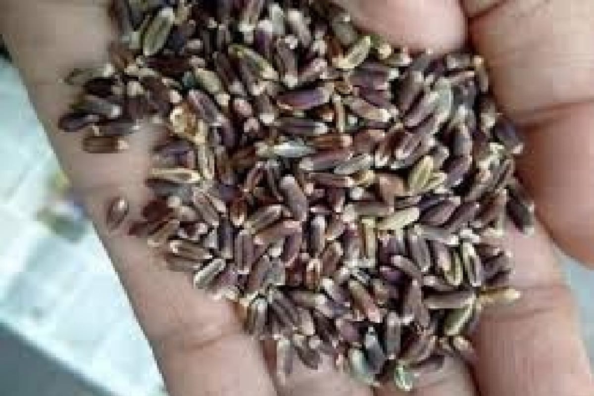 Black wheat farming beneficial for farmers, rich in protein and antioxidants