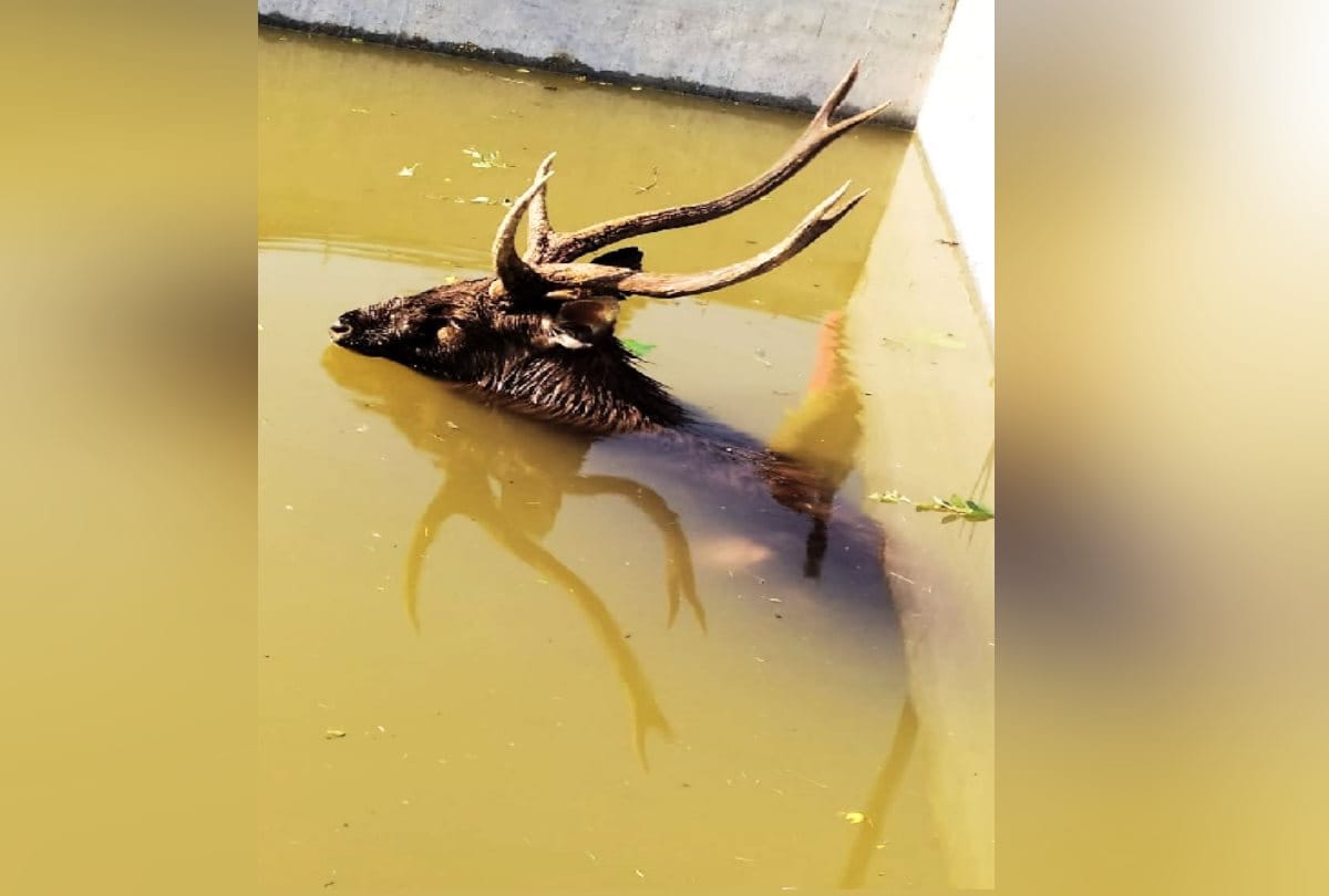Sambhar died after falling in a water tank, wild animals started appearing in residential areas