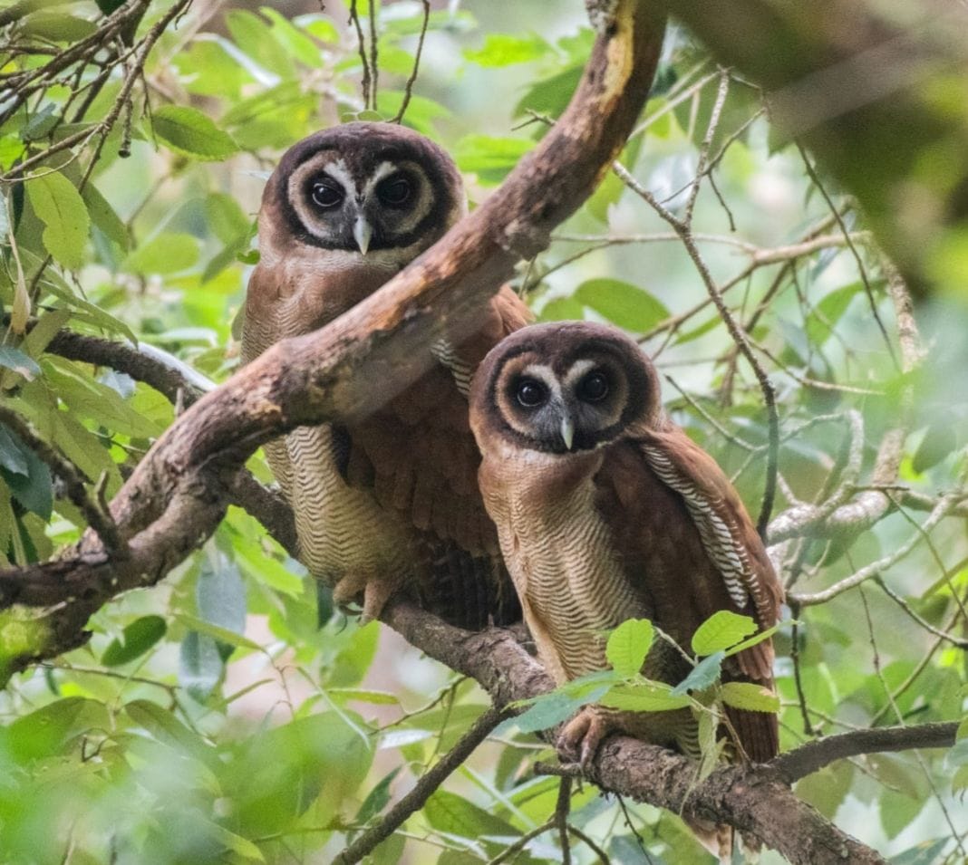 Indoor-foreign bird attracts bird watchers, the birds tweet here, Satnal near Nainital, Chandi and Pangoot have a unique world of birds