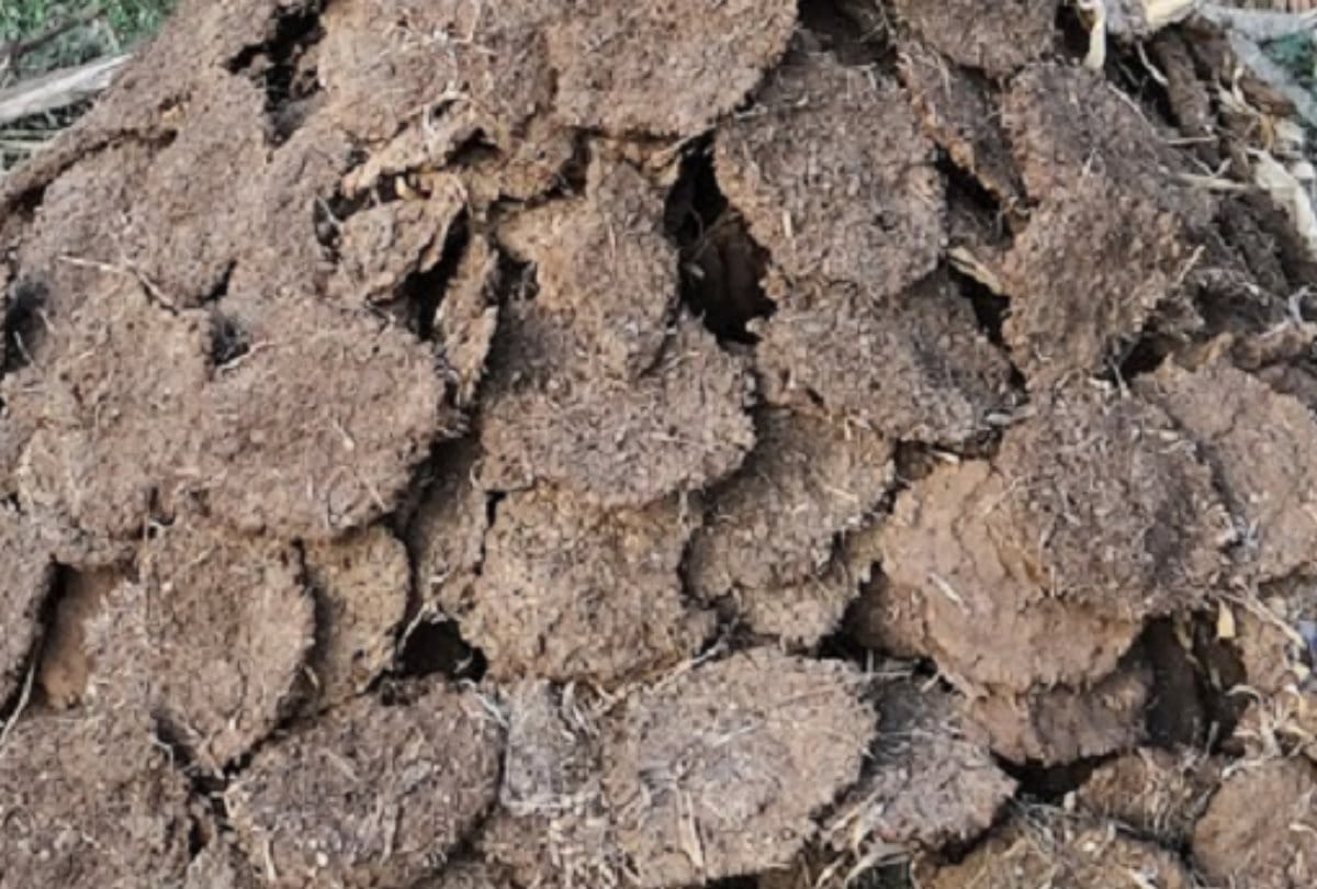 Diwali 2020 News: Diwali Diya and Mask made up of cow dung