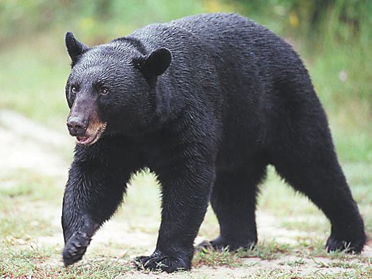 Bear ran after villager, escaped and saved his life