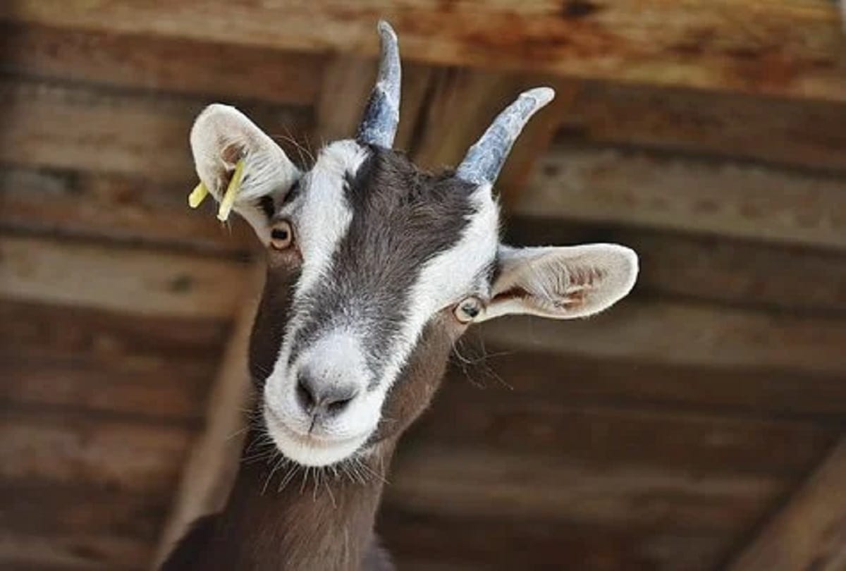 People being exposed to goats are suffering from pneumonia, 95 have died in Netherland