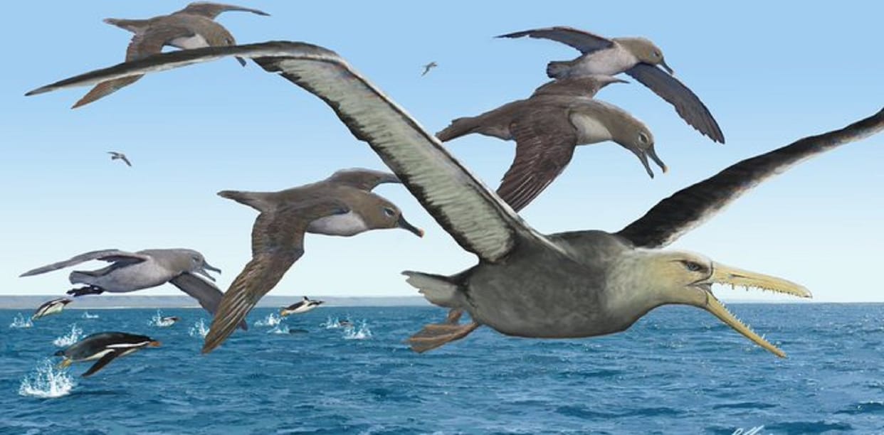 The worlds largest bird used to fly with wings of 21 feet long