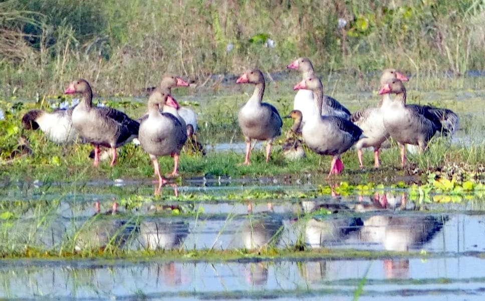 Treasury of migratory birds increased in Hyderpur Wetland