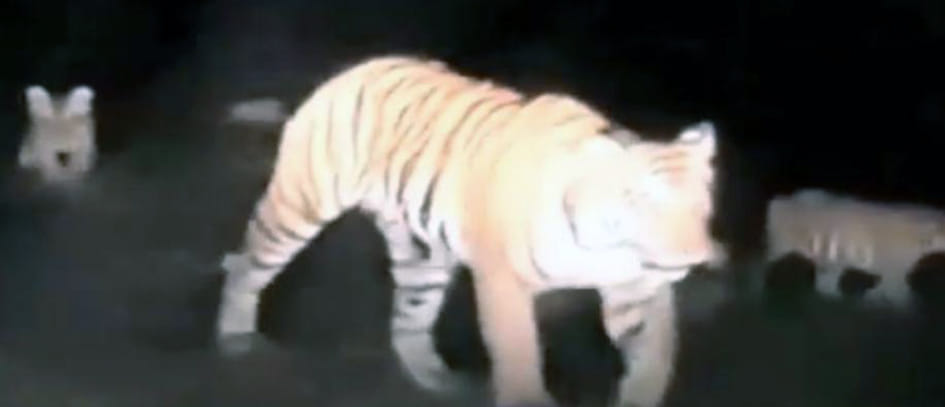 tiger