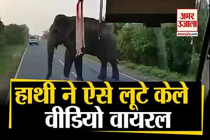 daylight robbery on highway by elephant video viral