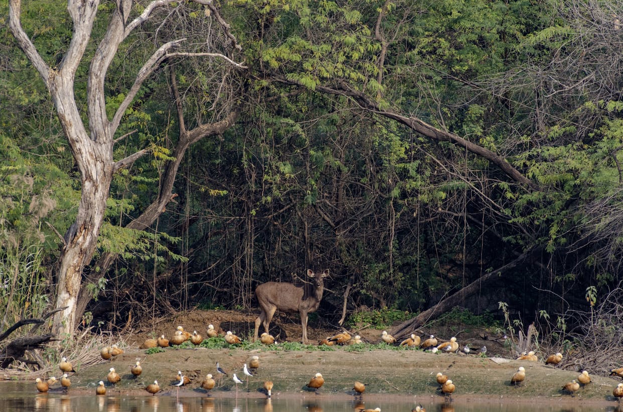 Migratory birds came less on Sukhana Lake than last time