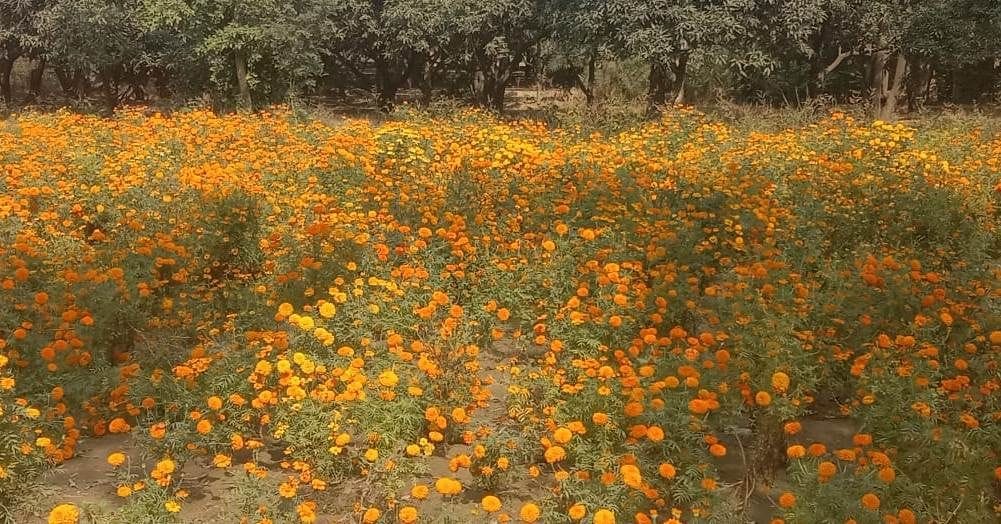 flower genda