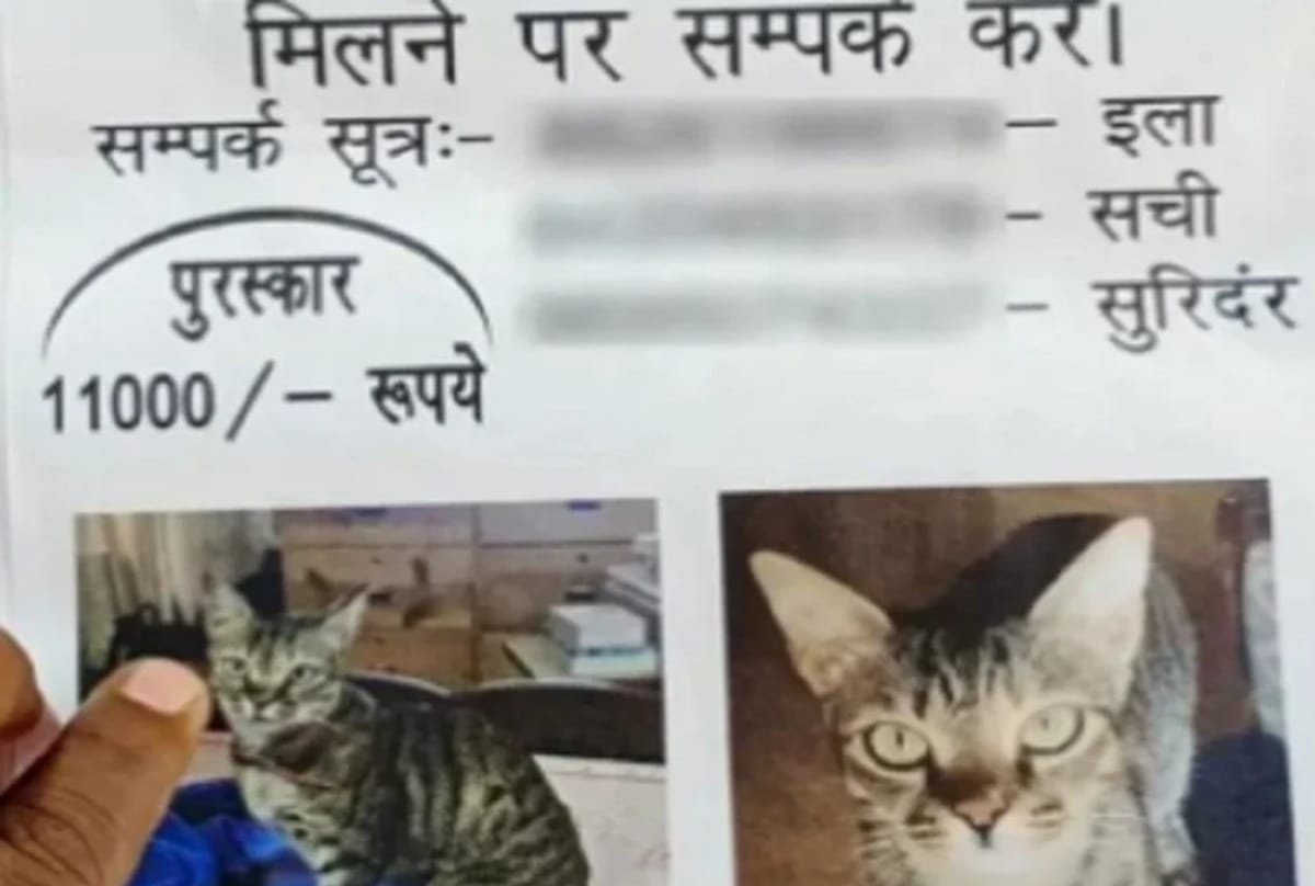 Nepal former Election Commissioner will given reward of 15 thousand for finding cat