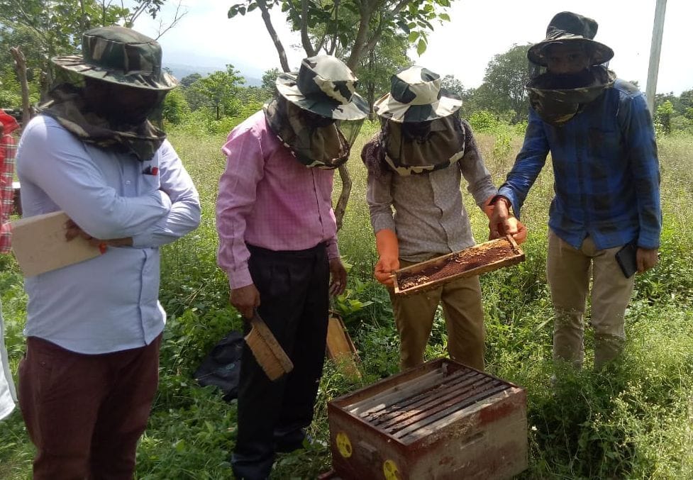 Bee conservation will give life to biodiversity
