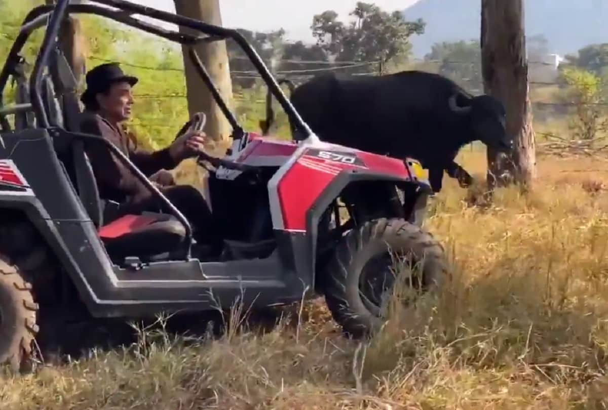 Dharmendra has seen with cow and buffalo in his farmhouse