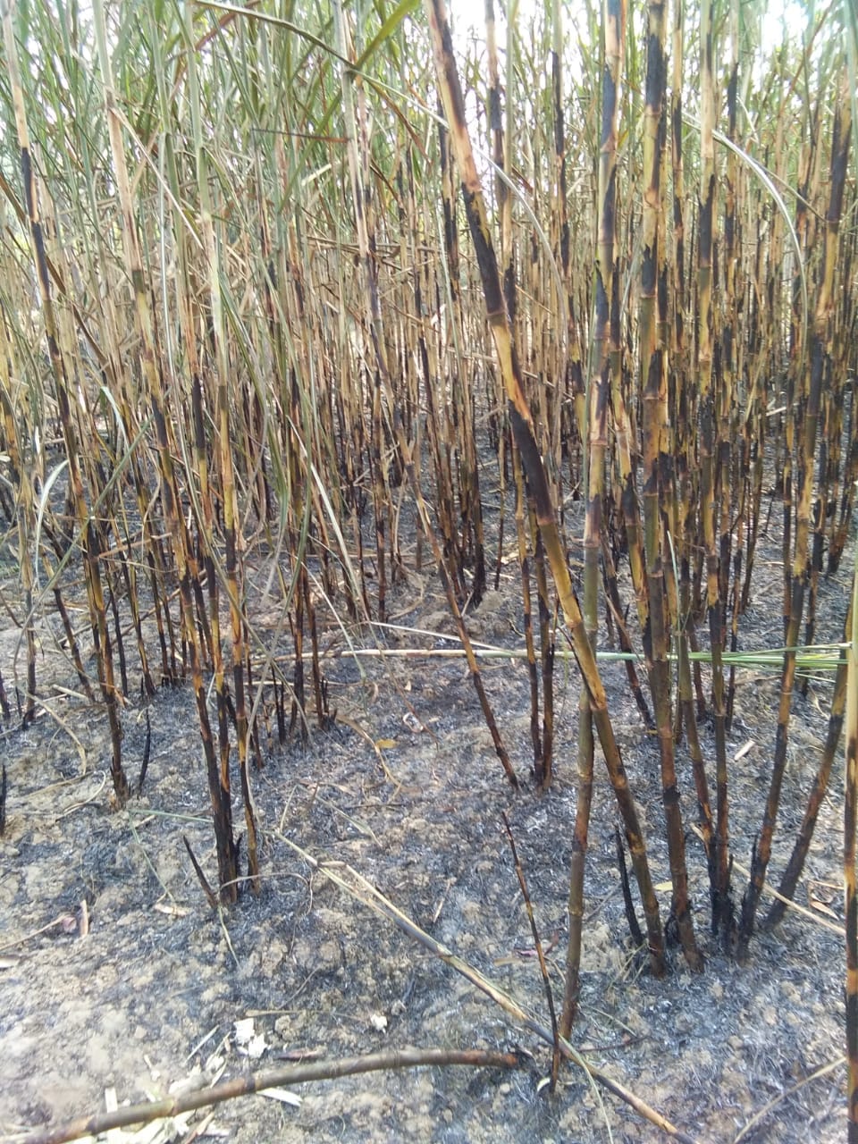 Sugarcane crop burnt due to fire