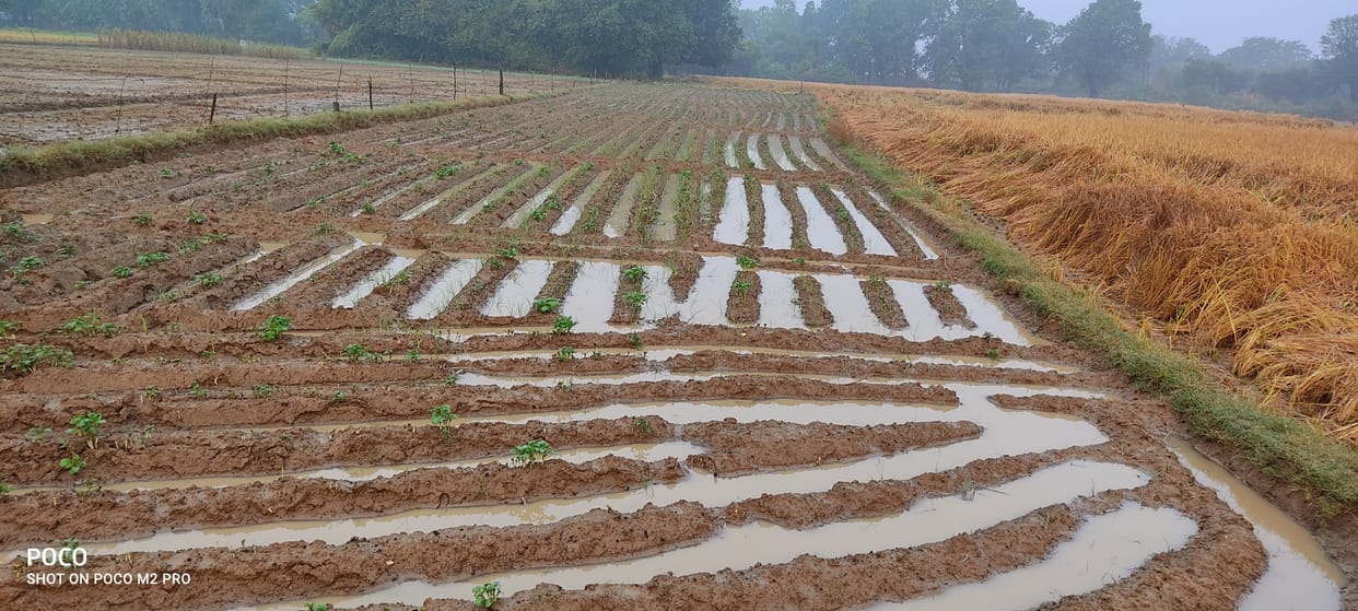 agricalture,etawah,etawah news