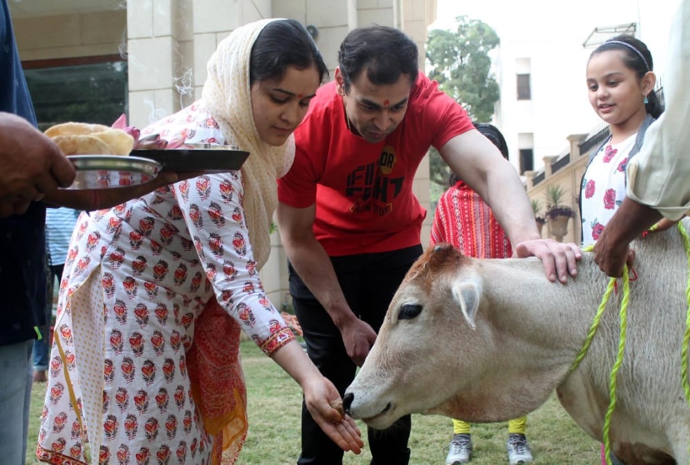 Aparna Yadav worshipped a cow on Govardhan Pooja.