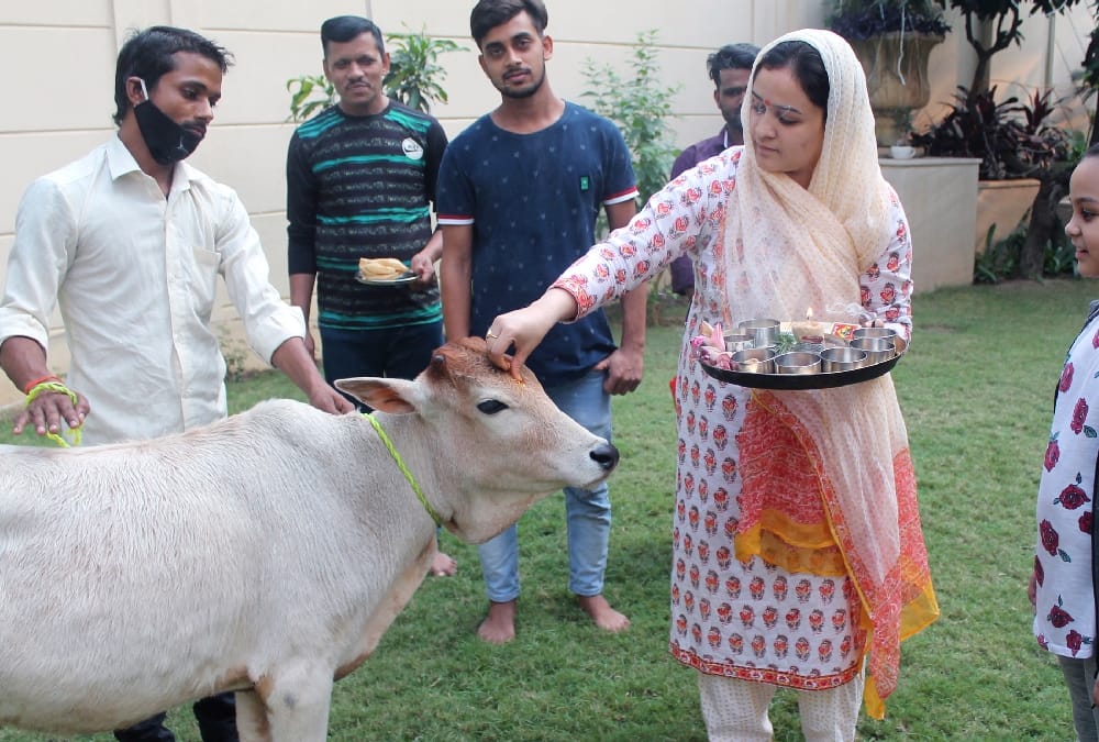 Aparna Yadav worshipped a cow on Govardhan Pooja.