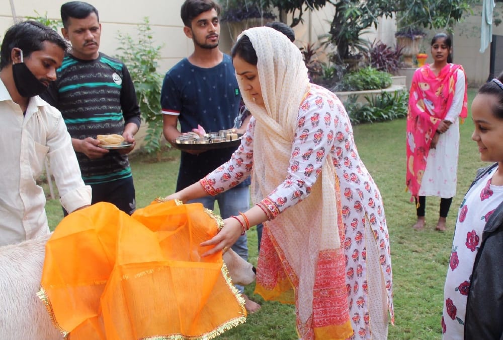 Aparna Yadav worshipped a cow on Govardhan Pooja.