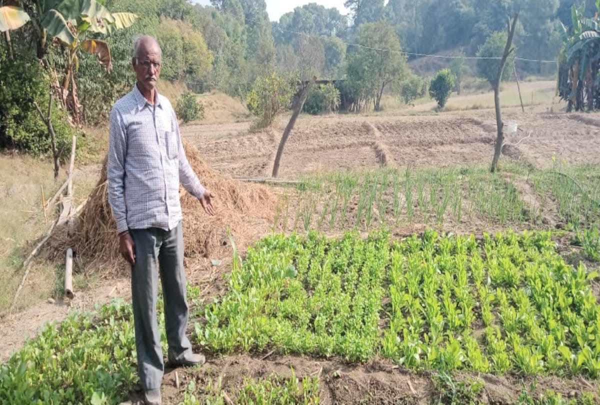 Department will take action against officers who give mustard seed instead of cabbage