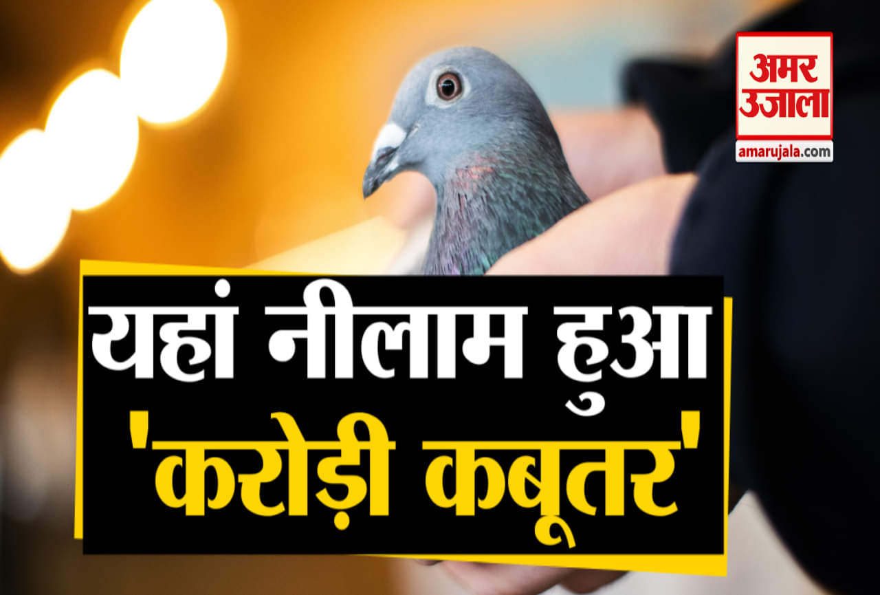 कबूतर की नीलामी