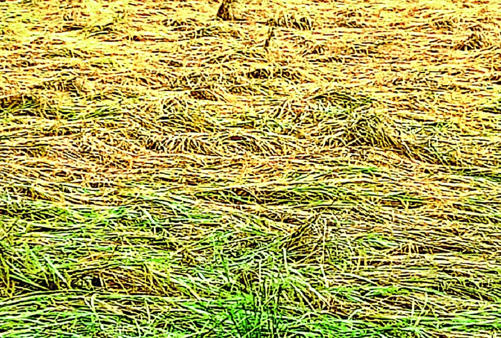 Untimely rain created problem for farmers in Uttar Pradesh.