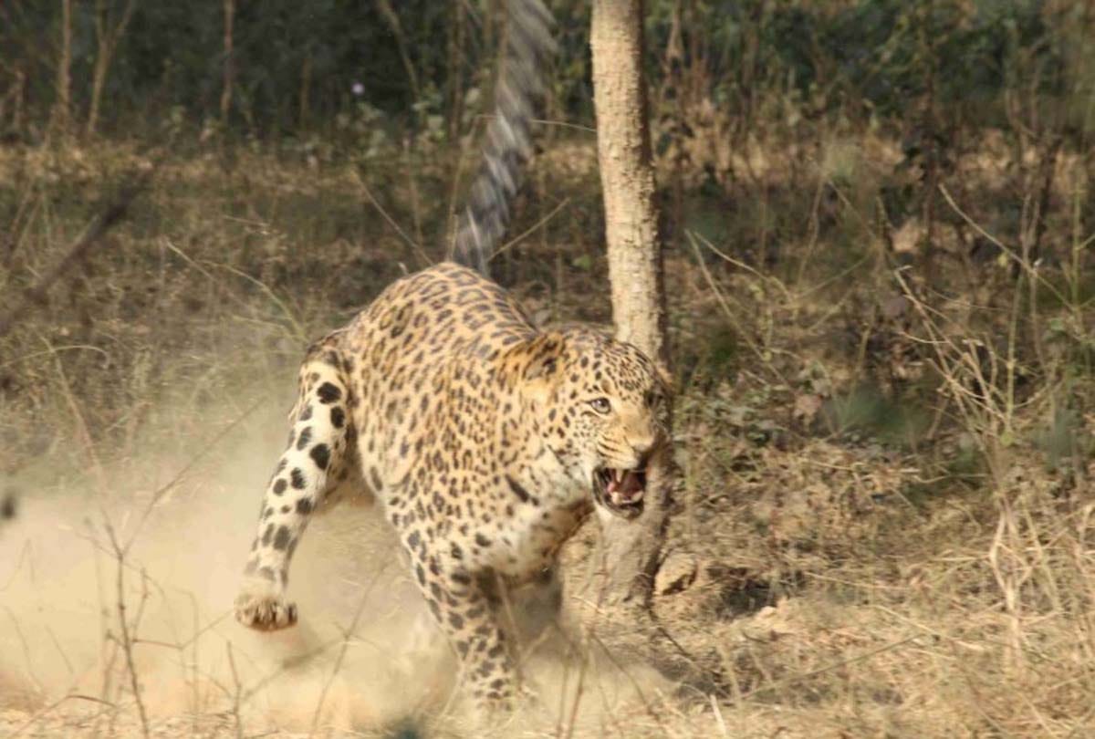 Leopard creates panic in chitrakoot