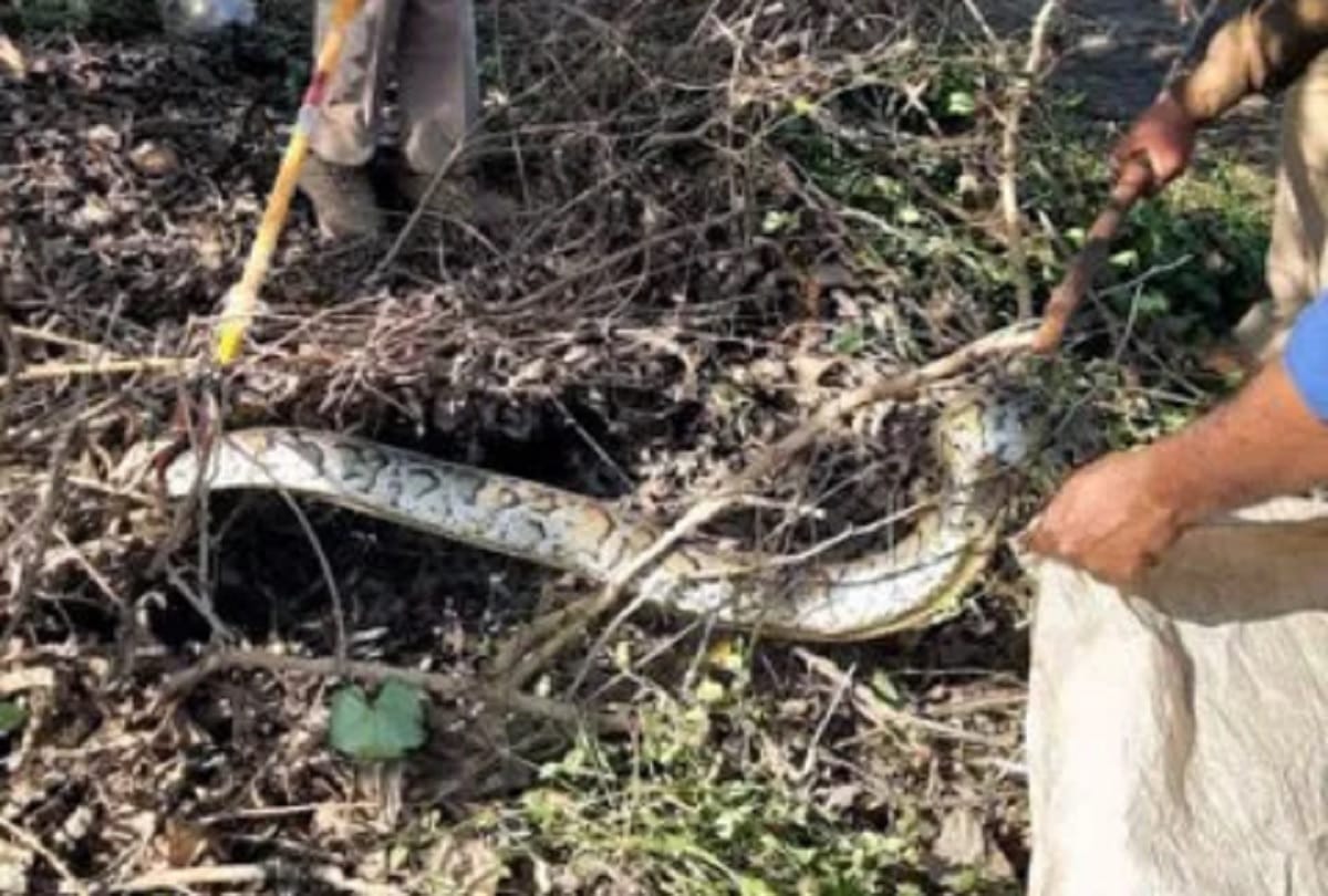 Big snake seen in Lakhimpur Kheri Sampoornanagar farm forest department official rescues