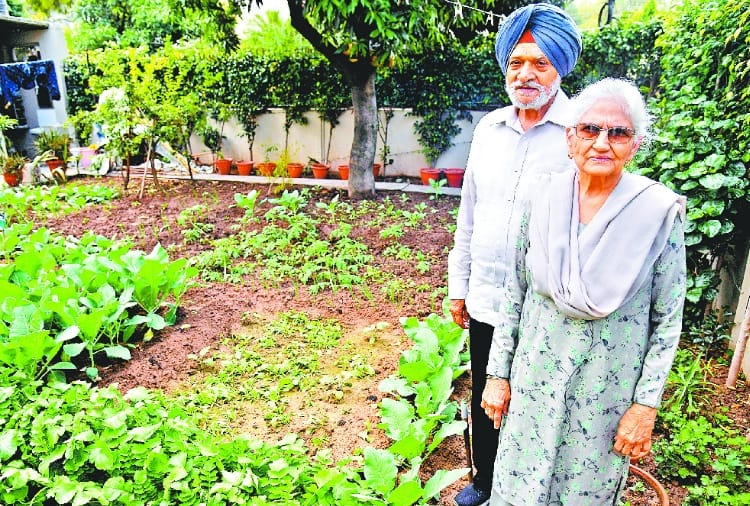 Motivational Kitchen gardening story of a elderly woman of Chandigarh