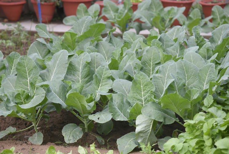 Motivational Kitchen gardening story of a elderly woman of Chandigarh