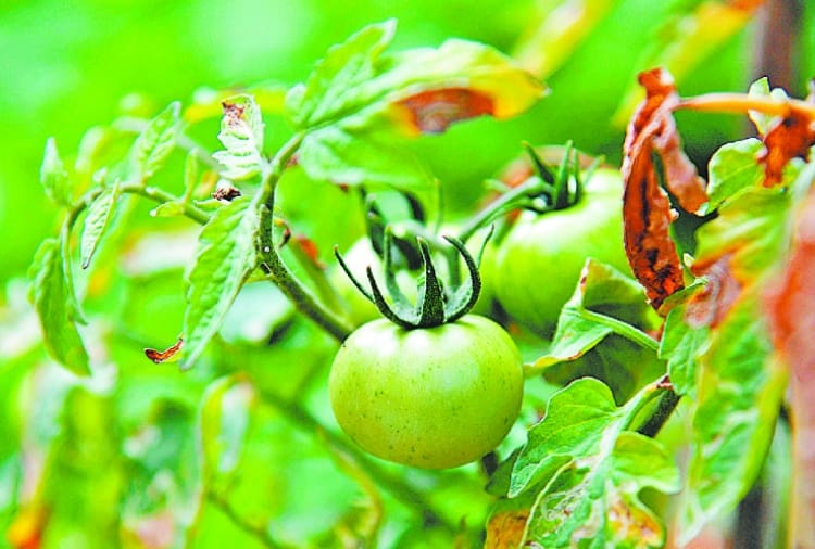 Motivational Kitchen gardening story of a elderly woman of Chandigarh