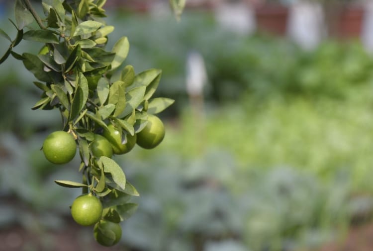 Motivational Kitchen gardening story of a elderly woman of Chandigarh