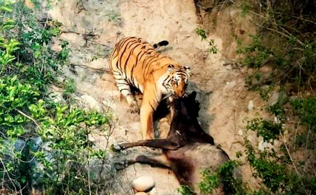 Exciting scenes seen during forest patrolling