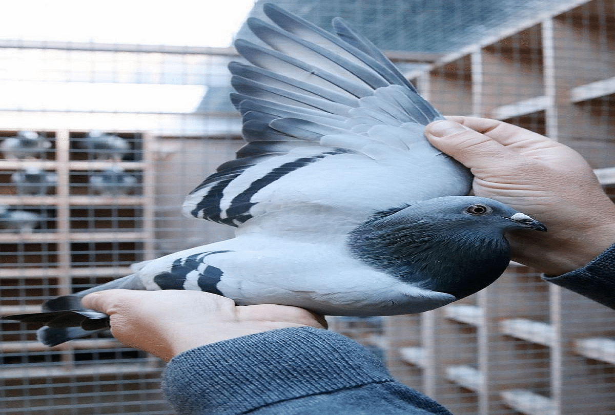 Stylised diagram of a pigeon, showing anatomical characteristics... |  Download Scientific Diagram