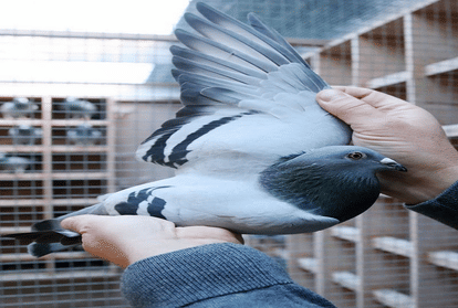 दुनिया का सबसे महंगा कबूतर