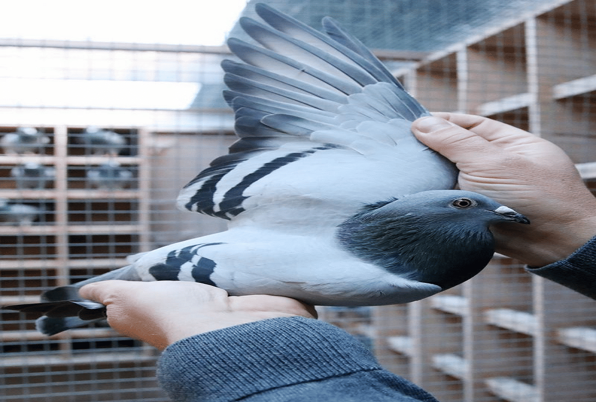most expensive racing pigeon new kim which was sold in 14 crores rupees