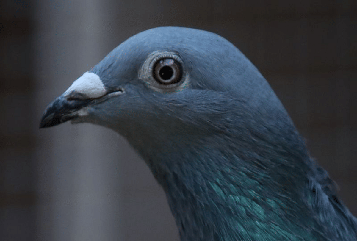 Punjab police registered a FIR against pigeon for carrying a suspicious letter
