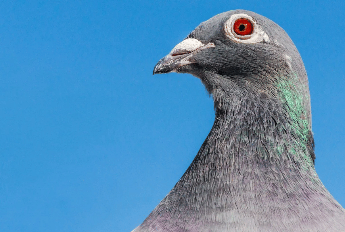 most expensive racing pigeon new kim which was sold in 14 crores rupees