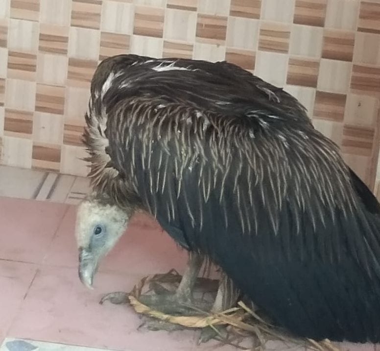 animal