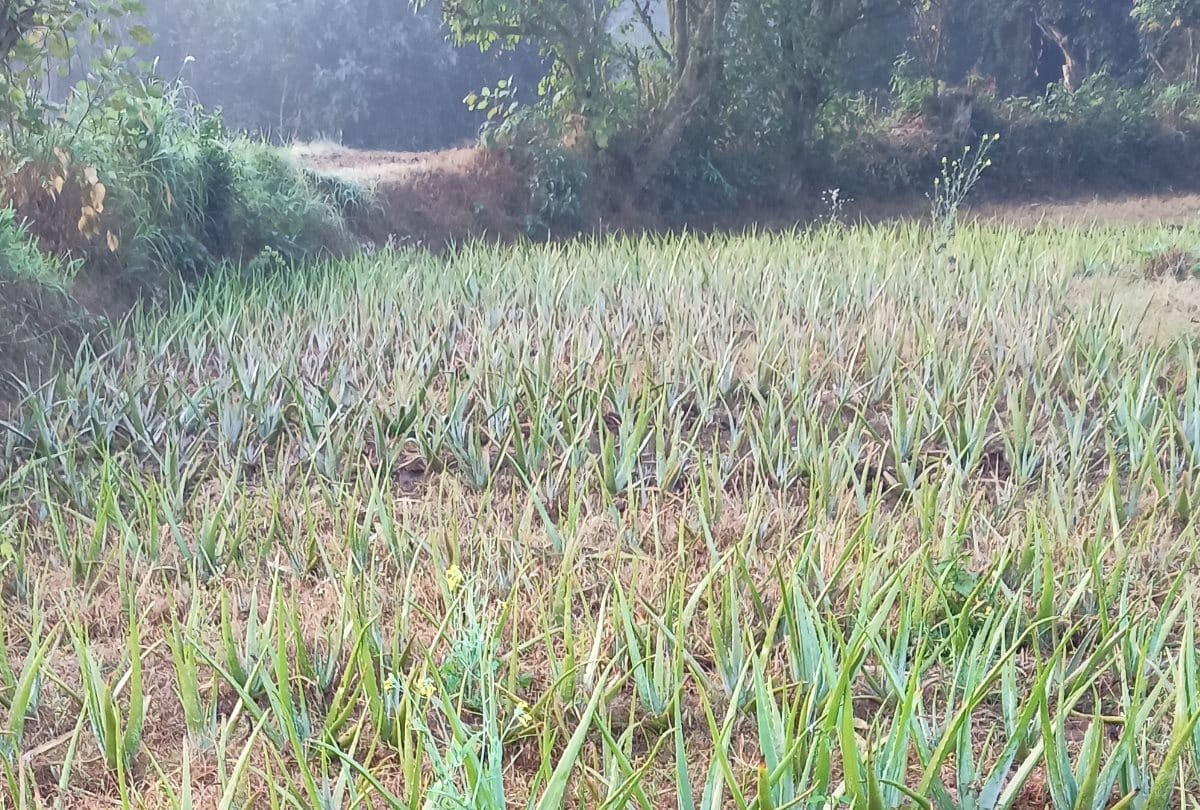 J&K: Grow aloe vera in 100 hectares in Kandi areas, set up processing units