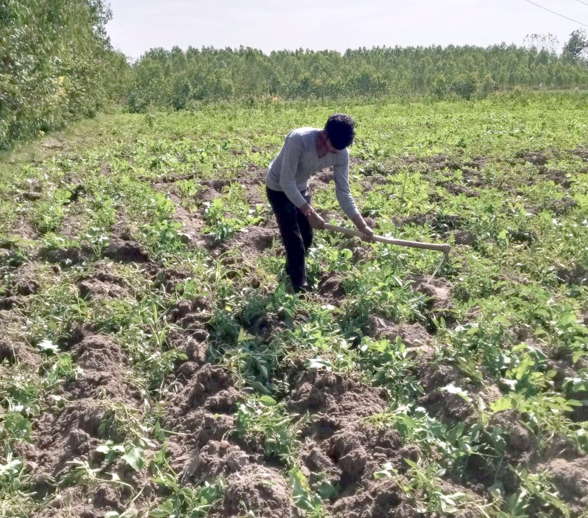 Potato farmers are getting bumper earnings