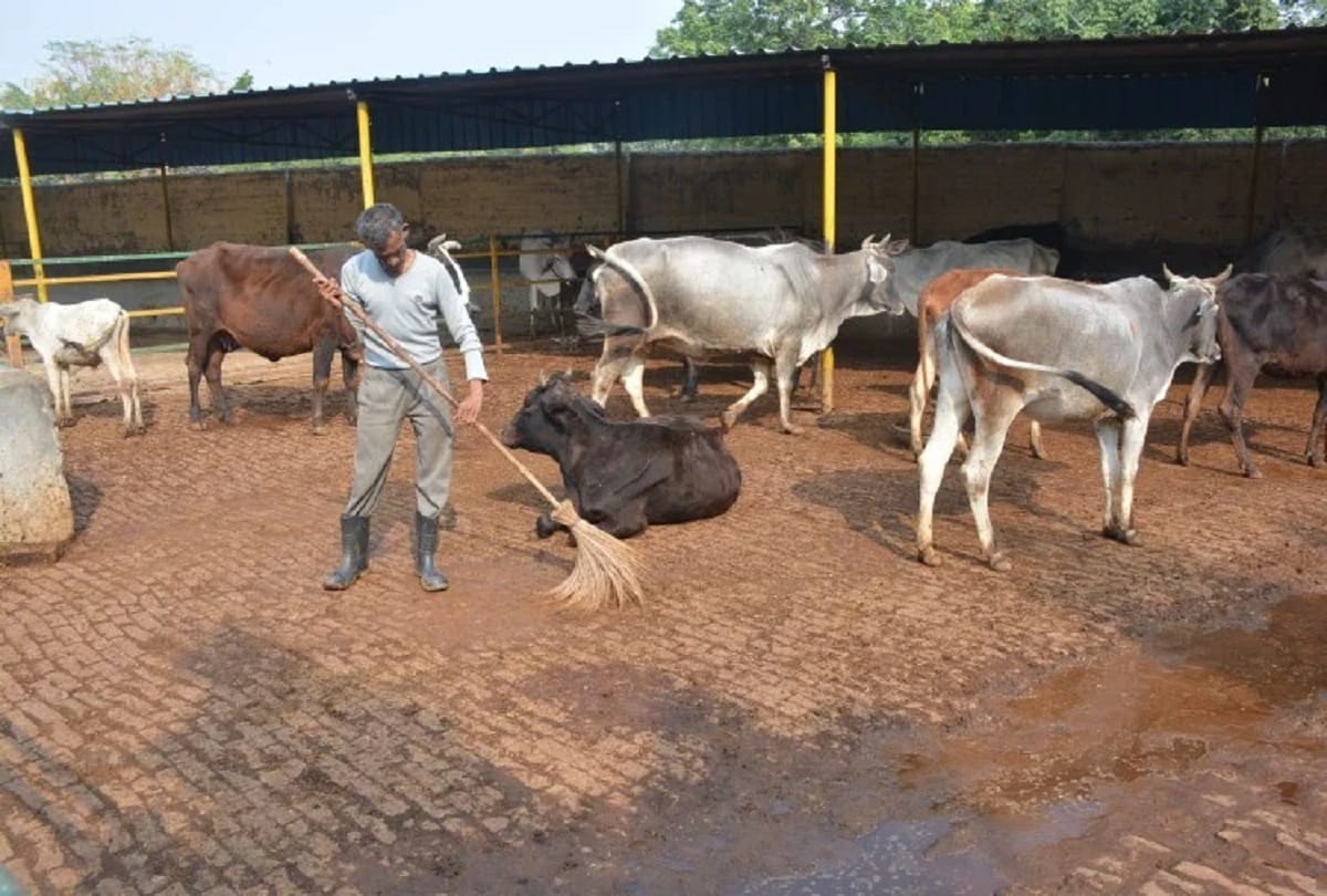 Two more cow die in Baraula cow shelter house