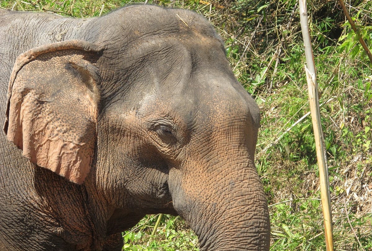 Pet kitty cat challenge four tonne elephant that wandered into its garden in Thailand