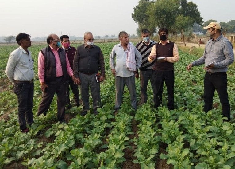 Central team inspected mustard corp