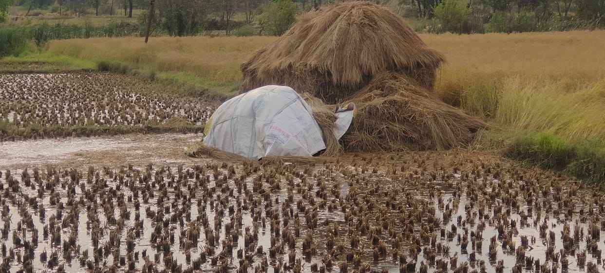 agriculture