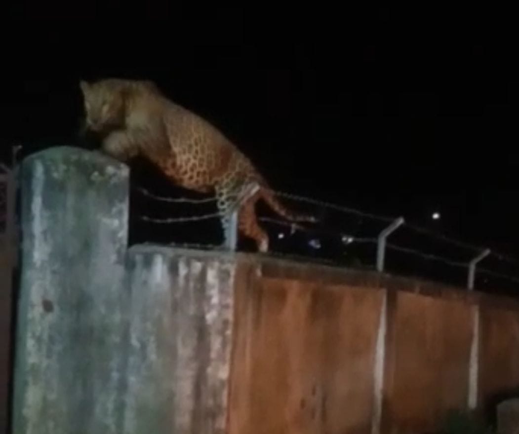 Panic due to leopard knock