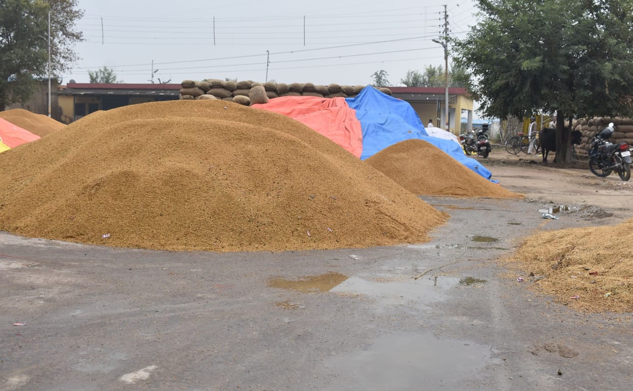 Thousands of quintals of paddy were soaked in rain