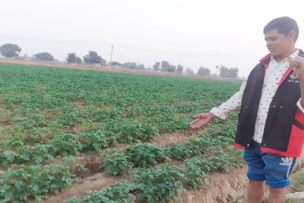 Exclusive: Prices of potato rising and pockets of farmers empty