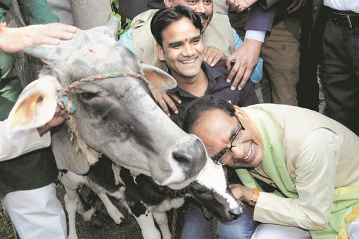 shivraj govt decides to form Cow Cabinet for protection of cows in state first meeting will be on 22nd november 