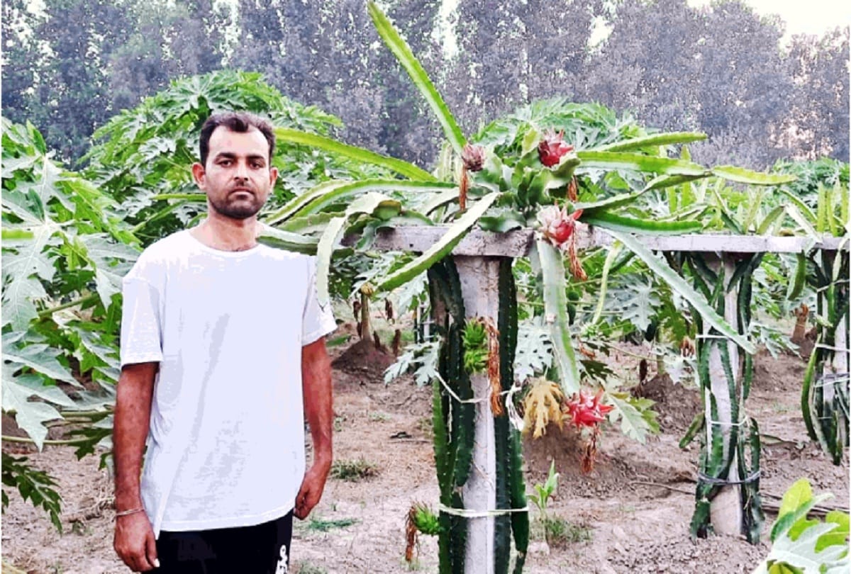 Earning millions by gardening of Dragon fruit in punjab