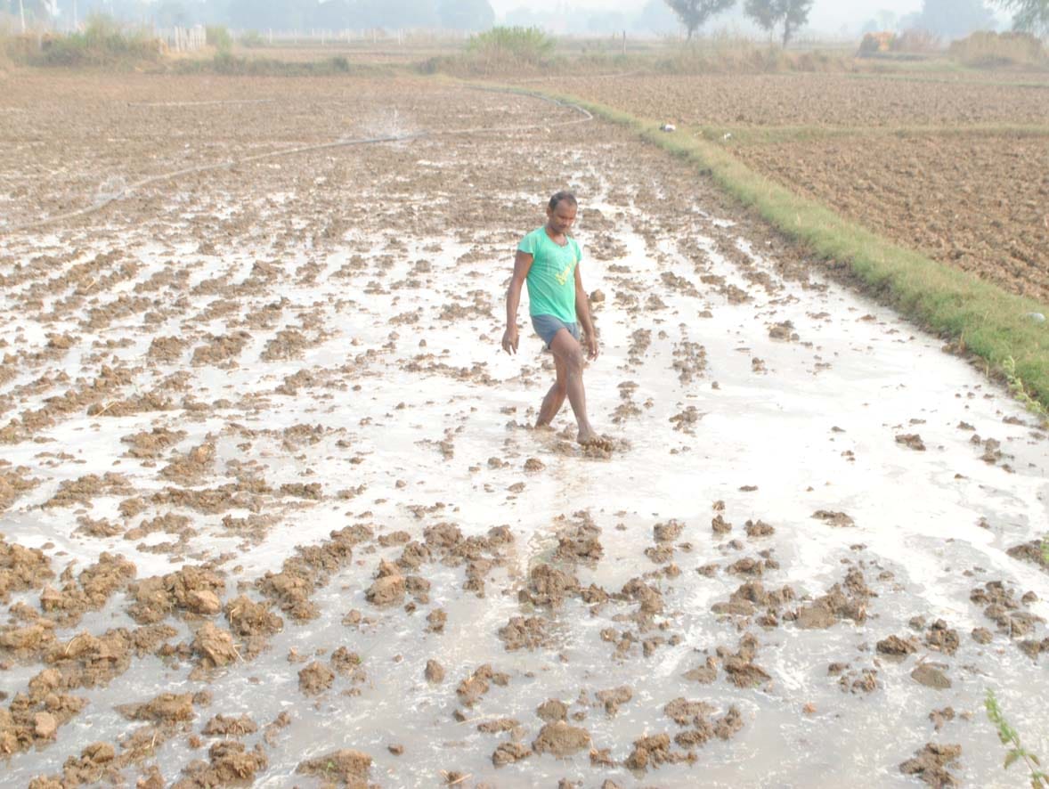 Farmers face blossoming due to light rain in Chitrakoot