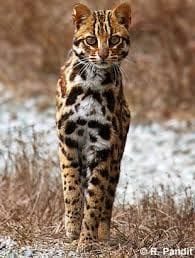 Leopard cat dies of hunger
